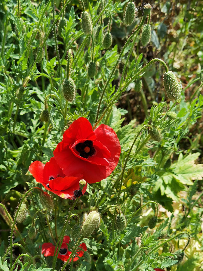 Papaver rhoeas photo